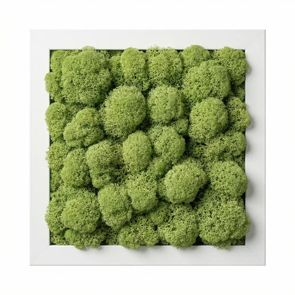 Quadro licheni stabilizzati cornice bianca - tre formati a confronto (30x30, 35x50, 60x40 cm)