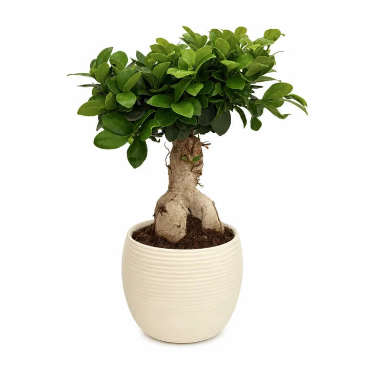 Bonsai ficus ginseng in vaso Sally D.17 H.40 cm