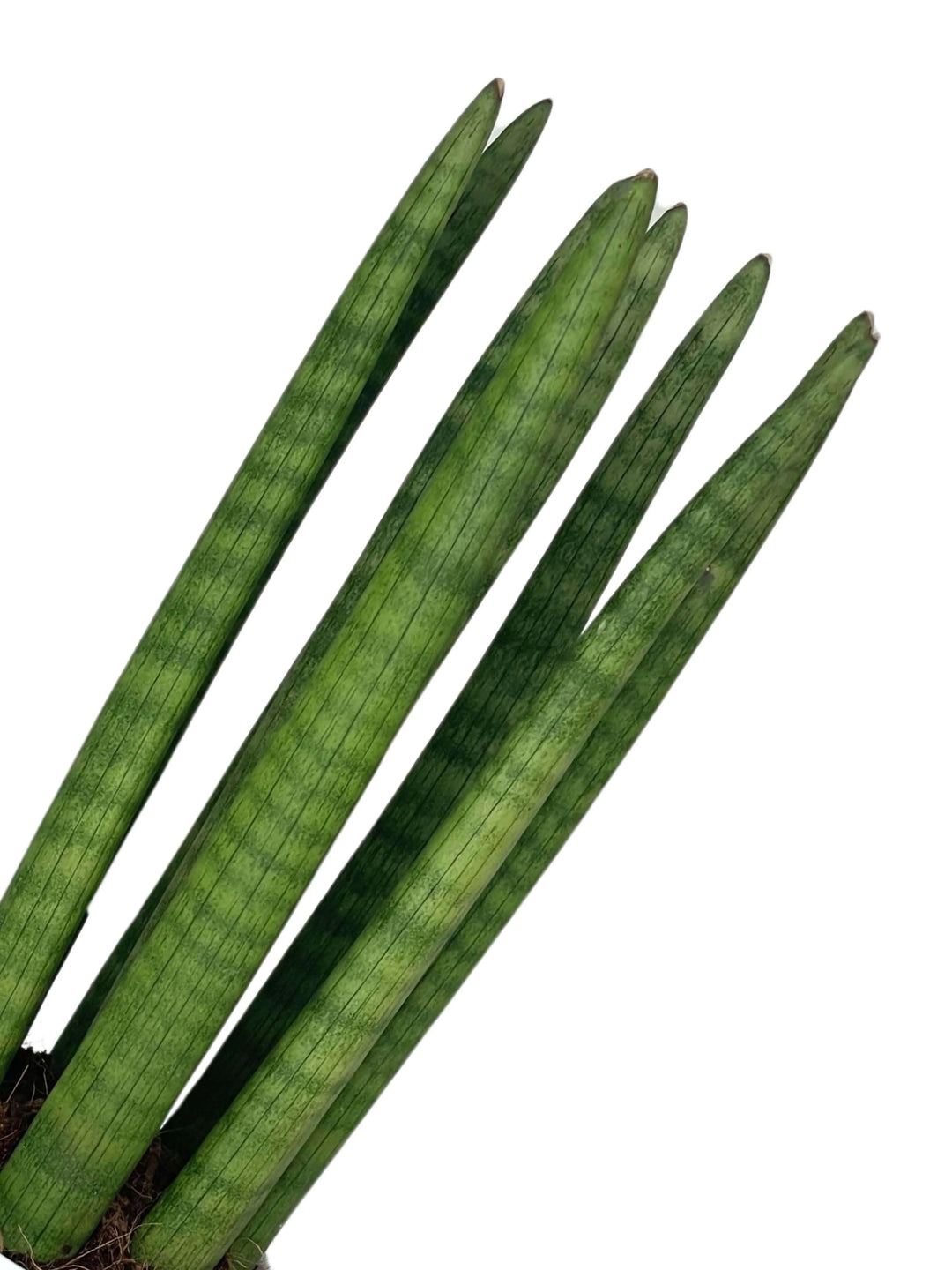 Sansevieria Cylindrica Candle - Dettaglio foglie cilindriche e vaso di design moderno