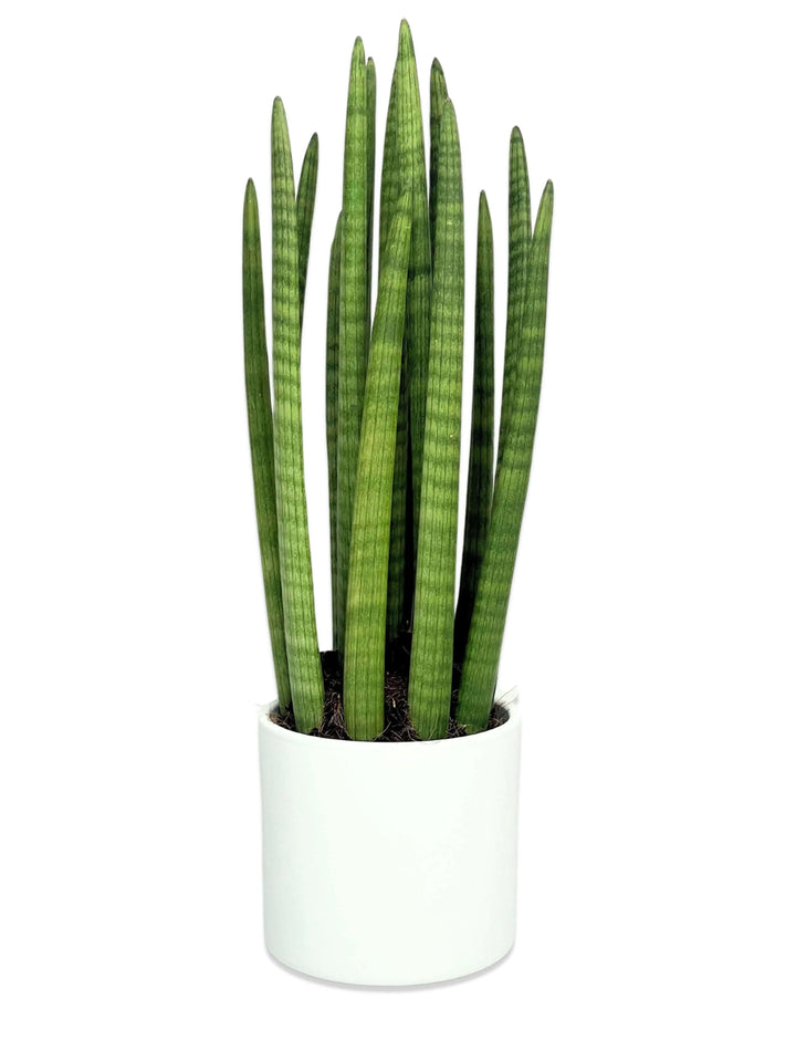 Sansevieria Cylindrica Candle 65cm - pianta in vaso di ceramica bianco su sfondo neutro