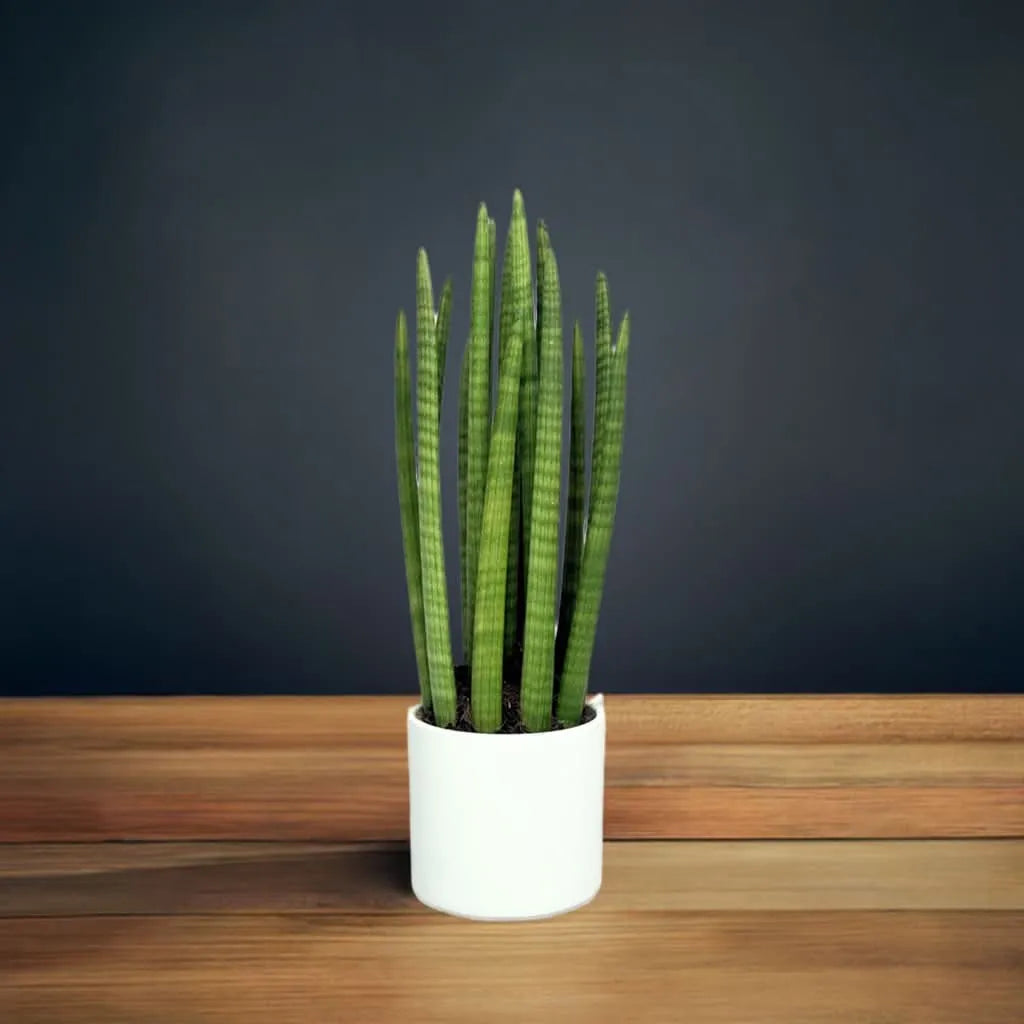 Sansevieria Cylindrica Candle 65cm - vista laterale della pianta in un vaso di design moderno
