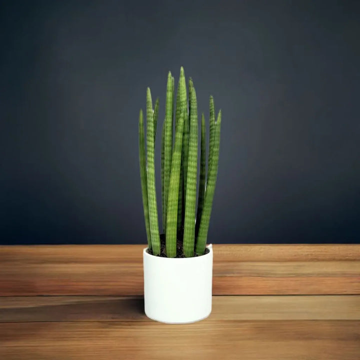 Sansevieria Cylindrica Candle 65cm - vista laterale della pianta in un vaso di design moderno