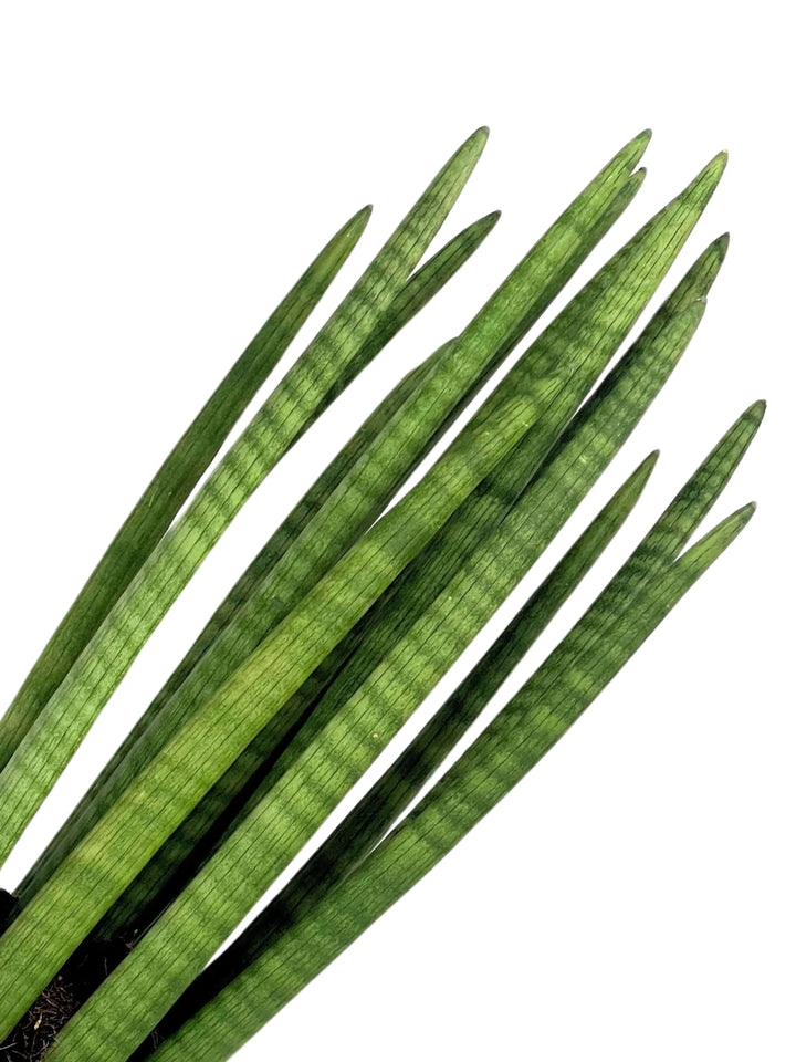 Sansevieria pianta da interno resistente - esemplare di Cylindrica Candle su sfondo chiaro