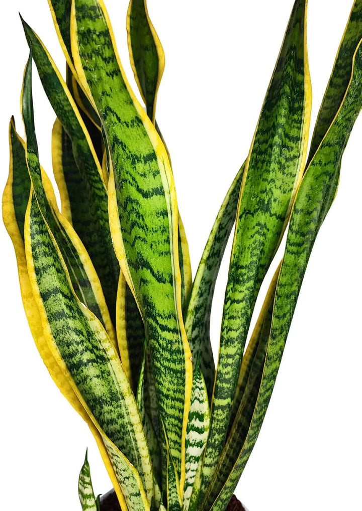 Sansevieria pianta cura - dettaglio foglie verdi e gialle, pianta resistente
