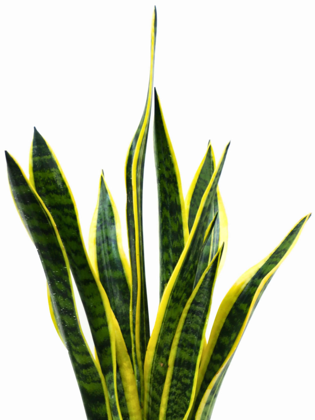 Sansevieria Laurentii variegata - dettaglio texture e colori vivaci delle foglie