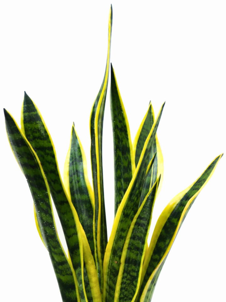 Sansevieria Laurentii variegata - dettaglio texture e colori vivaci delle foglie
