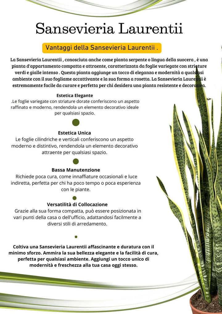 Sansevieria Laurentii 60cm - pianta da interno con vaso di diametro 17 cm, per un facile rinvaso