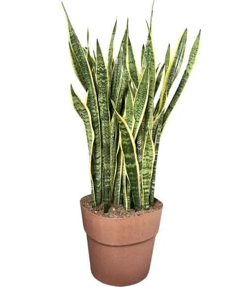 Sansevieria Laurentii - pianta alta 130cm con vaso a riserva d'acqua in un ambiente moderno e luminoso