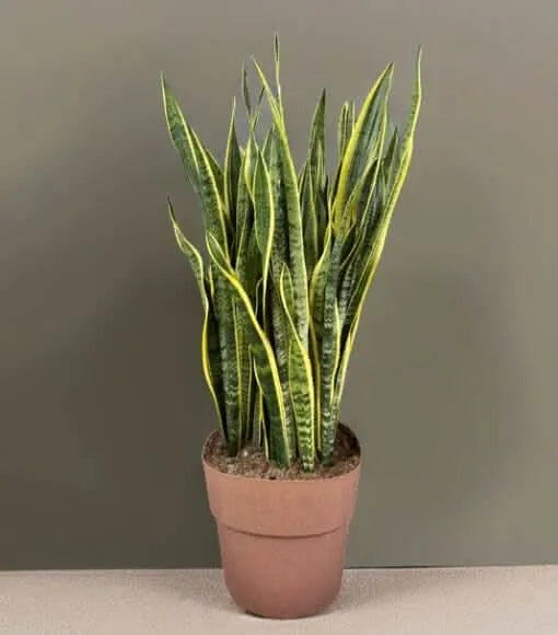 Sansevieria Laurentii prezzo - pianta in vaso con riserva d'acqua posizionata in un angolo living elegante