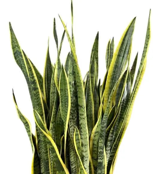 Sansevieria Laurentii pianta - dettaglio delle foglie variegate con bordi dorati e la loro consistenza