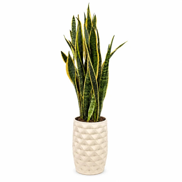 Sansevieria Laurentii in vaso alto Rua in ceramica – D. 25