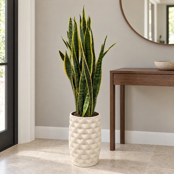 Sansevieria Laurentii con foglie verticali bordate di giallo in vaso alto Rua, in un ingresso contemporaneo.