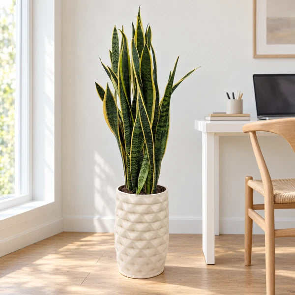 Sansevieria Laurentii in vaso alto Rua in ceramica avorio, vicino a una scrivania in uno studio domestico luminoso.