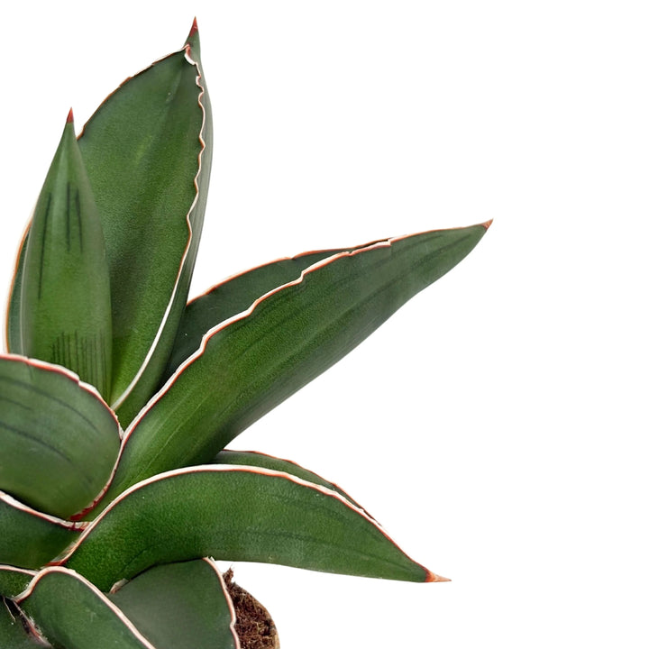 Dettaglio foglie verdi carnose della Sansevieria Samurai con margini chiari

