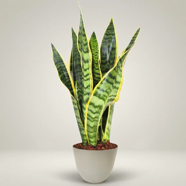 Sansevieria Laurentii Plante d'Intérieur Facile Jardins — i Giardini di  Giulia