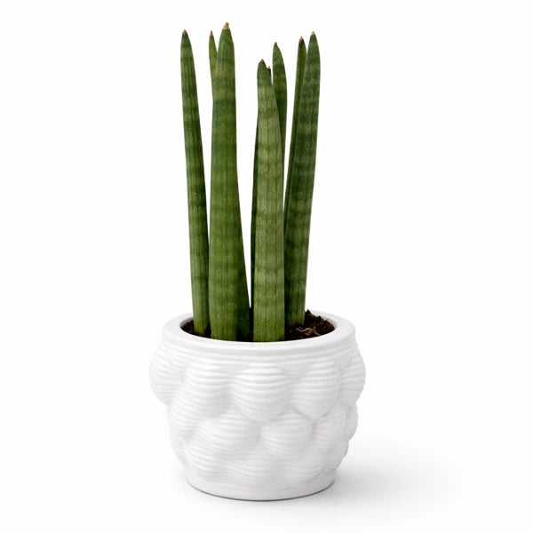 Sansevieria Cilyndrica Alba - pianta resistente in vaso artigianale bianco su sfondo chiaro