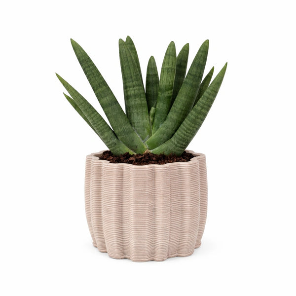 Sansevieria swasdi en pot en céramique artisanale Ares L. 20 cm