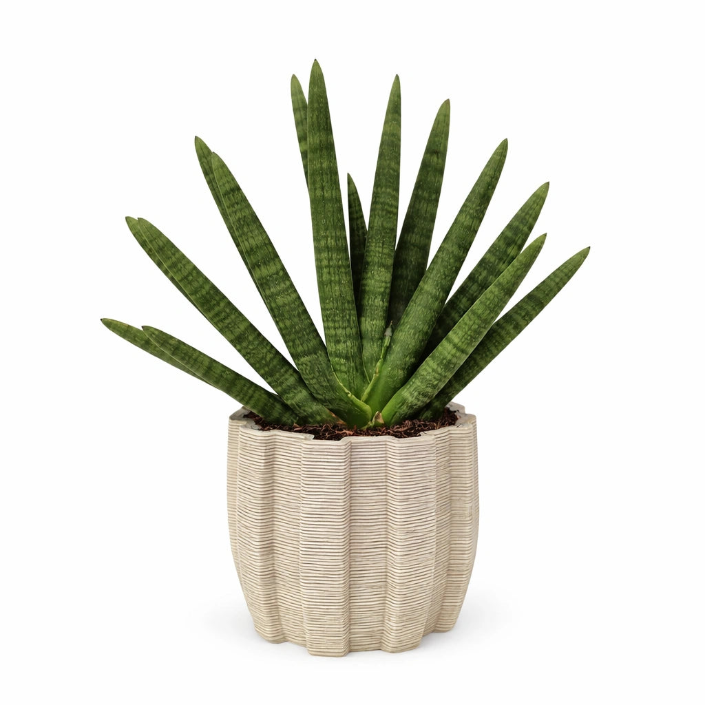 Sansevieria Swasdi in vaso di ceramica Ares - vista frontale della pianta elegante
