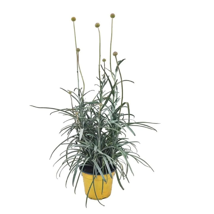 Set 3 Piante Craspedia - Pianta alta con fiori gialli sferici in vaso, vista frontale