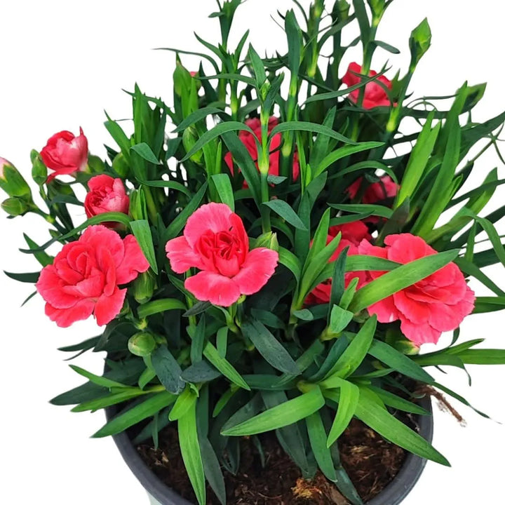 Garofano mix - Primo piano di petali di garofano rosa con fogliame verde