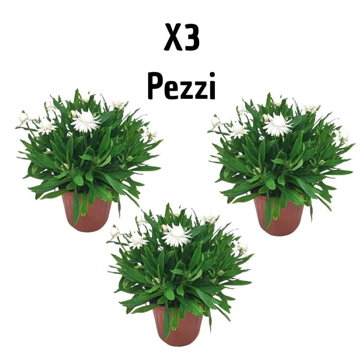 Piante Helichrysum - set di tre piante in vasi misti per esterno