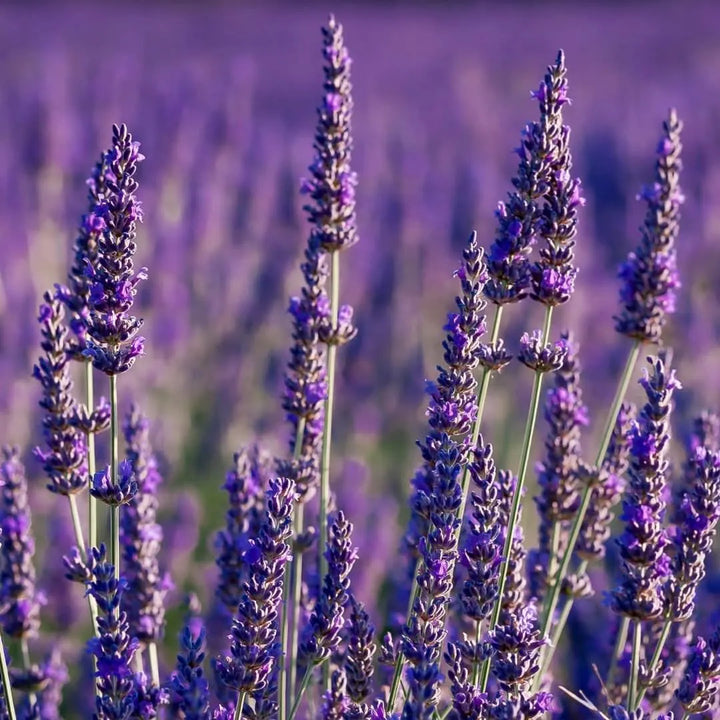 Pianta lavanda - Campo fiorito di lavanda in piena fioritura, paesaggio mediterraneo