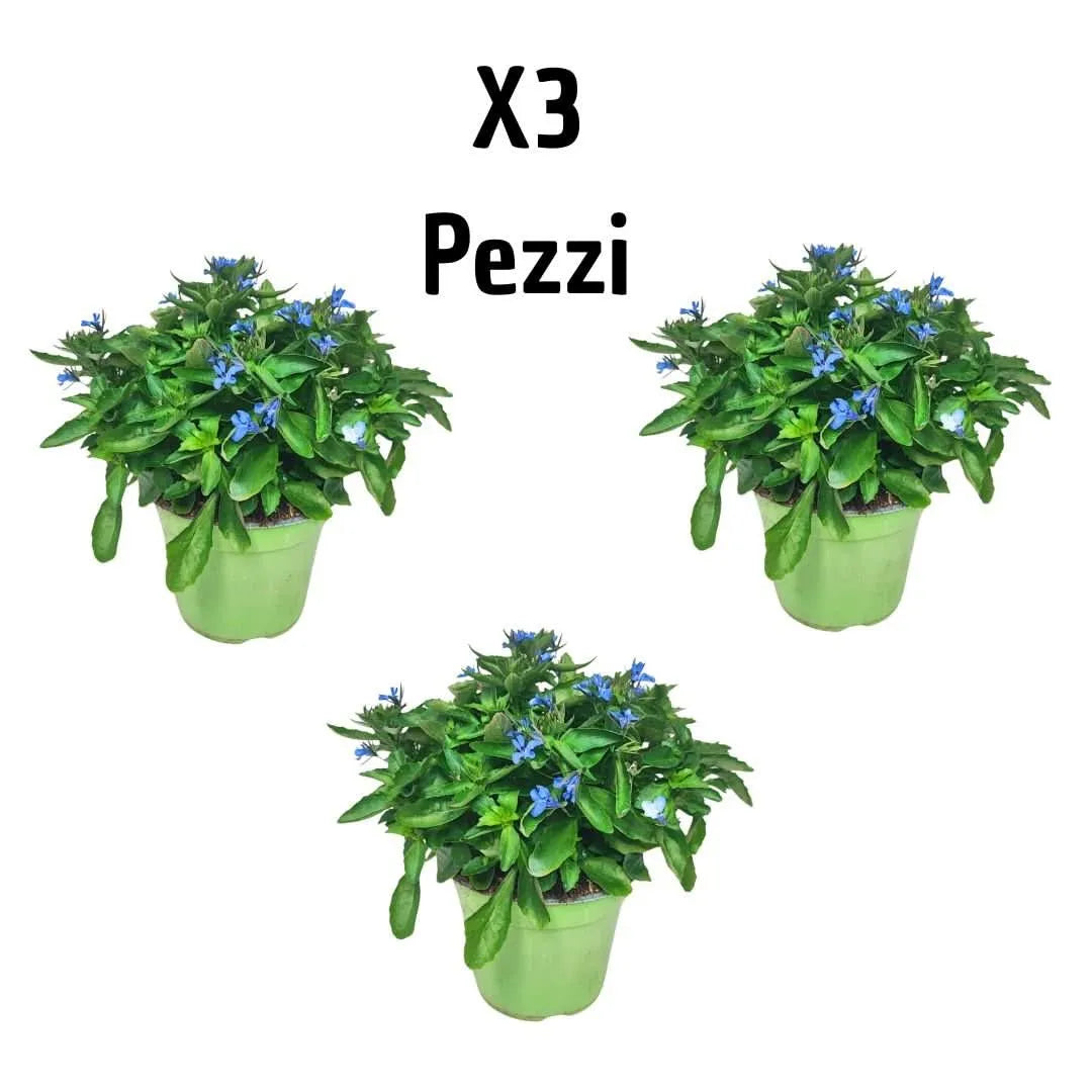 Set piante Lobelia - Tre piante di Lobelia blu per balconi e terrazzi fioriti
