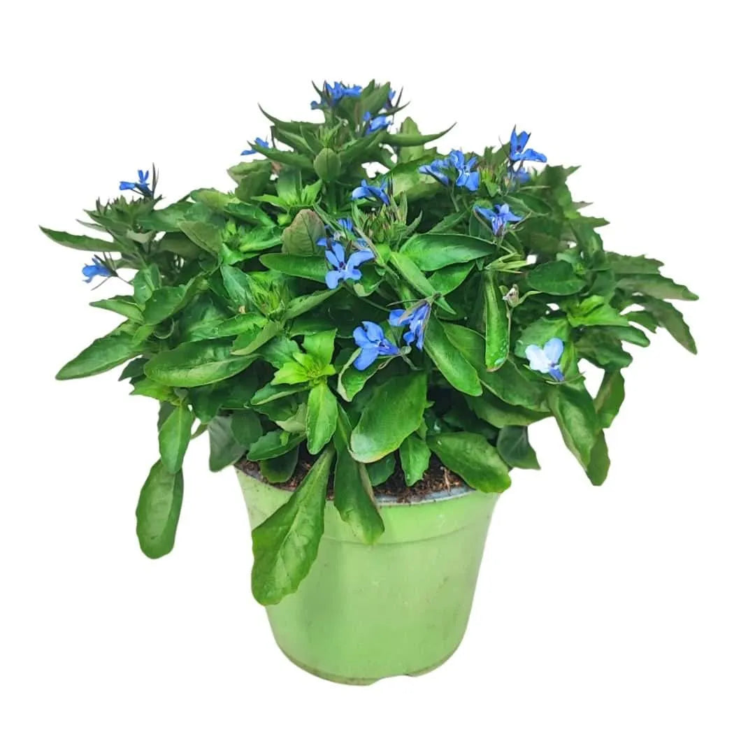 Set piante Lobelia - Lobelia in vaso Ø14 cm con fiori blu intenso, pianta compatta da esterno