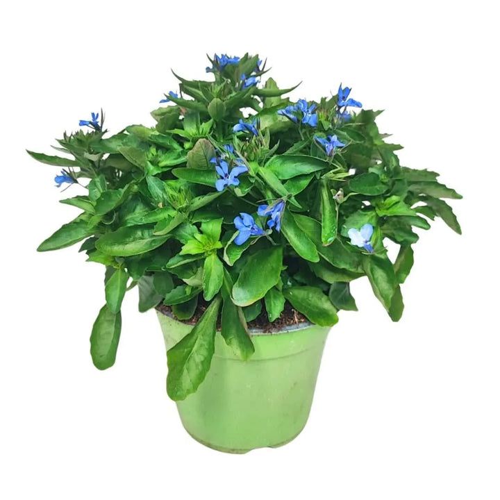 Set piante Lobelia - Lobelia in vaso Ø14 cm con fiori blu intenso, pianta compatta da esterno