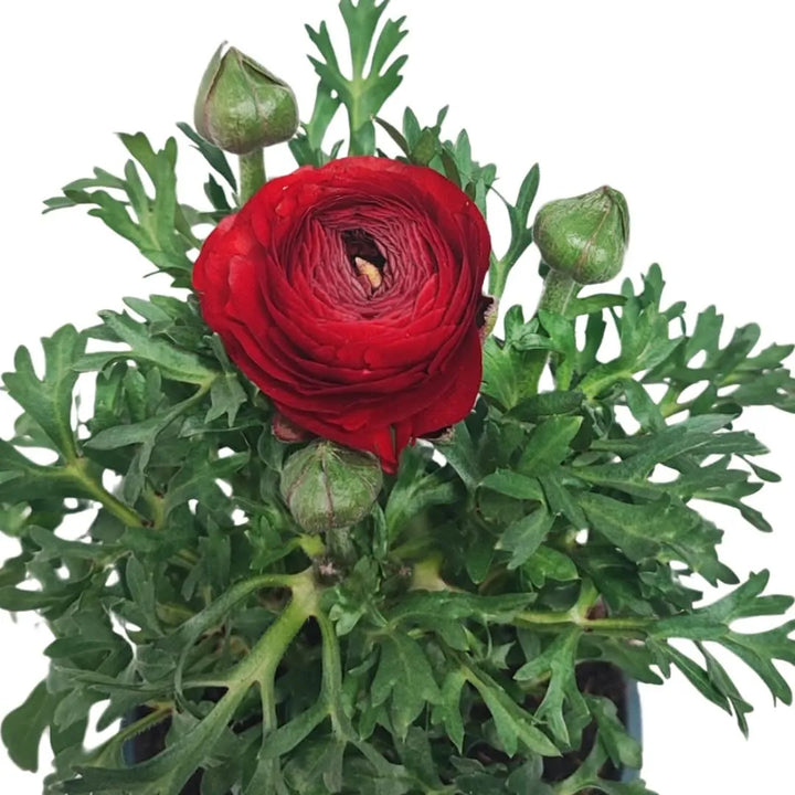 Set 3 piante Ranuncolo colori mix - dettaglio fiore rosso e foglie verdi
