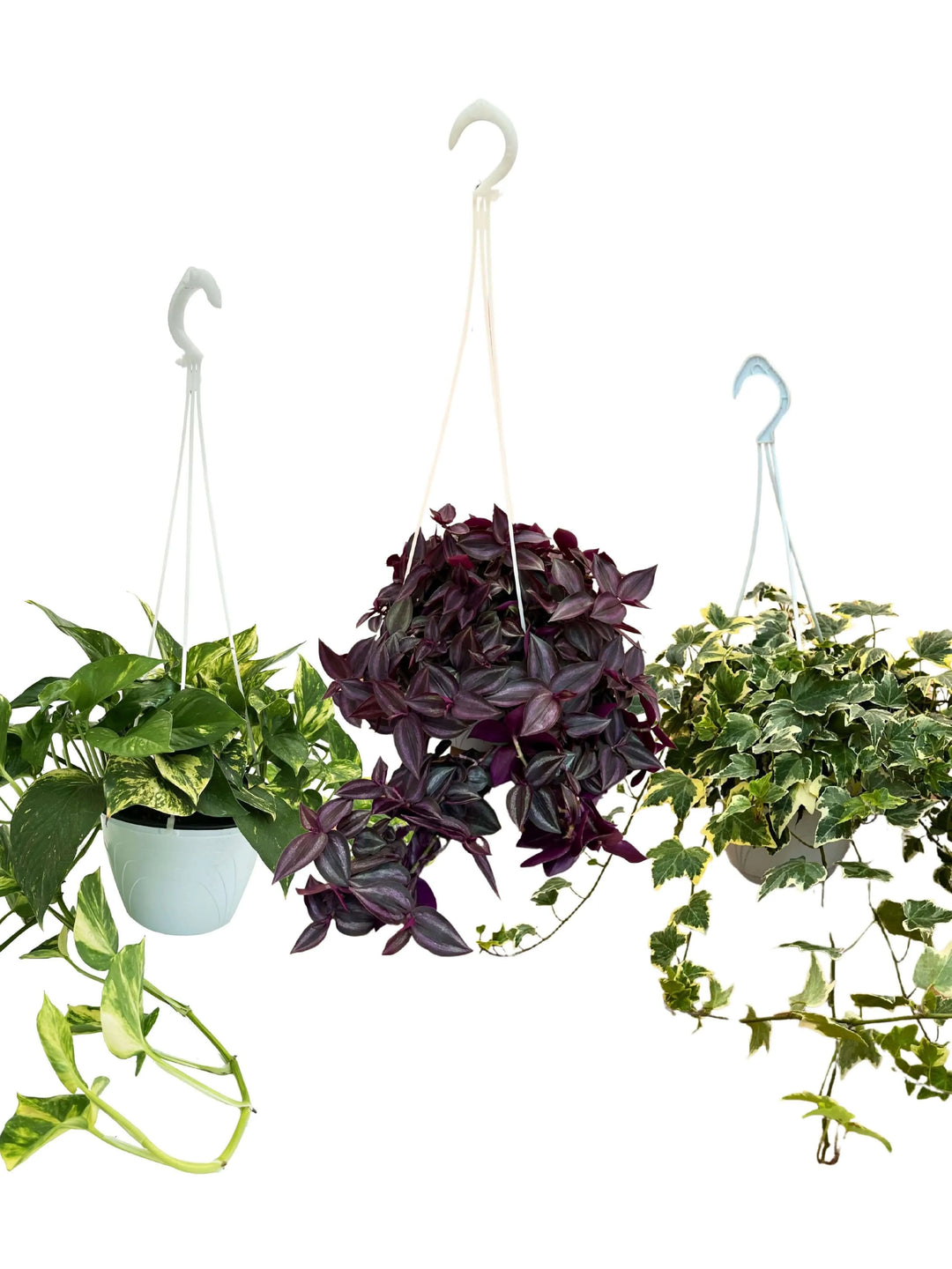 Set 3 piante pendenti da interno vere - Pothos, Tradescantia e Hedera in vasi basket appesi