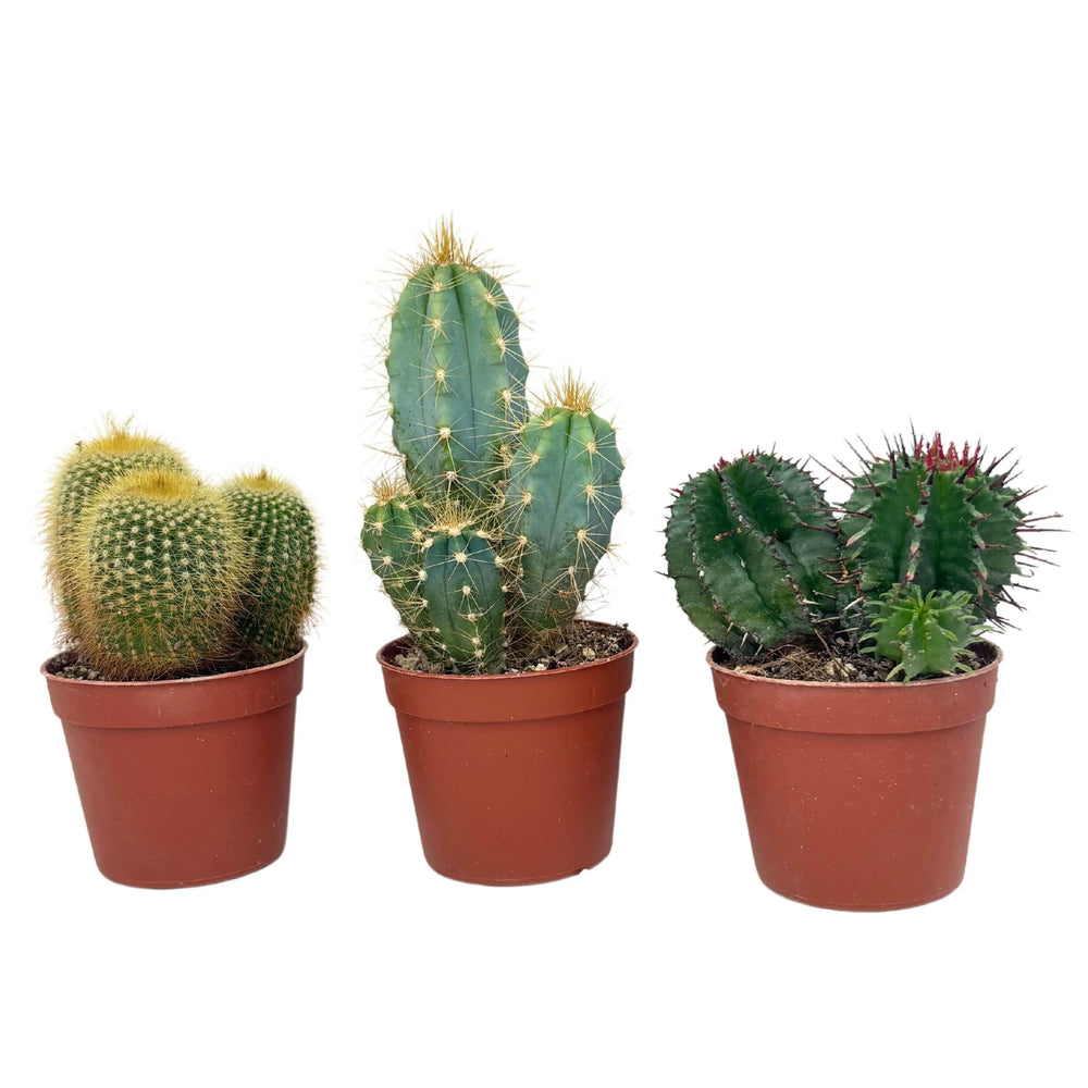 Tris di piantine grasse miste con spine dorate e verdi intensi, coltivate in piccoli vasi per uso decorativo

