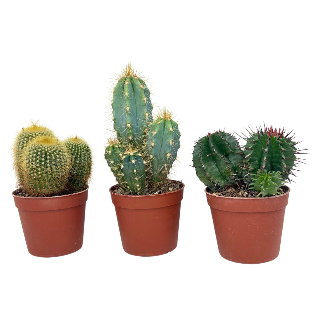 Tris di piantine grasse miste con spine dorate e verdi intensi, coltivate in piccoli vasi per uso decorativo

