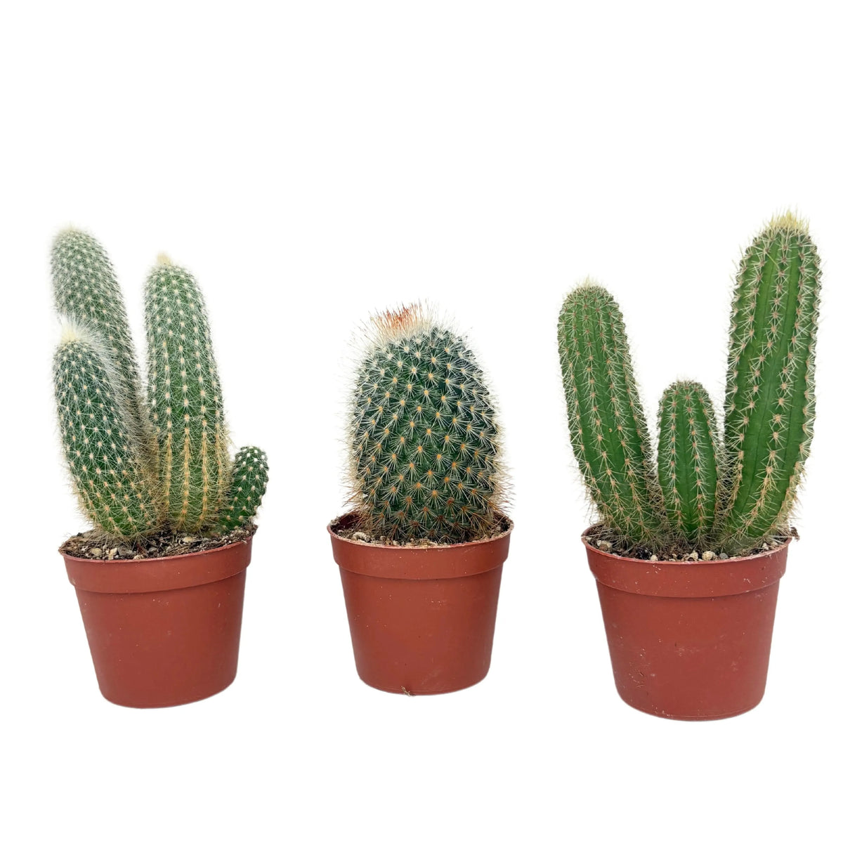 Proudnature Set 4 Vasi In Ceramica Con Cactus In Miniatura Scala 1:12 Per Giardino Fatato E Casa Delle Bambole - 5