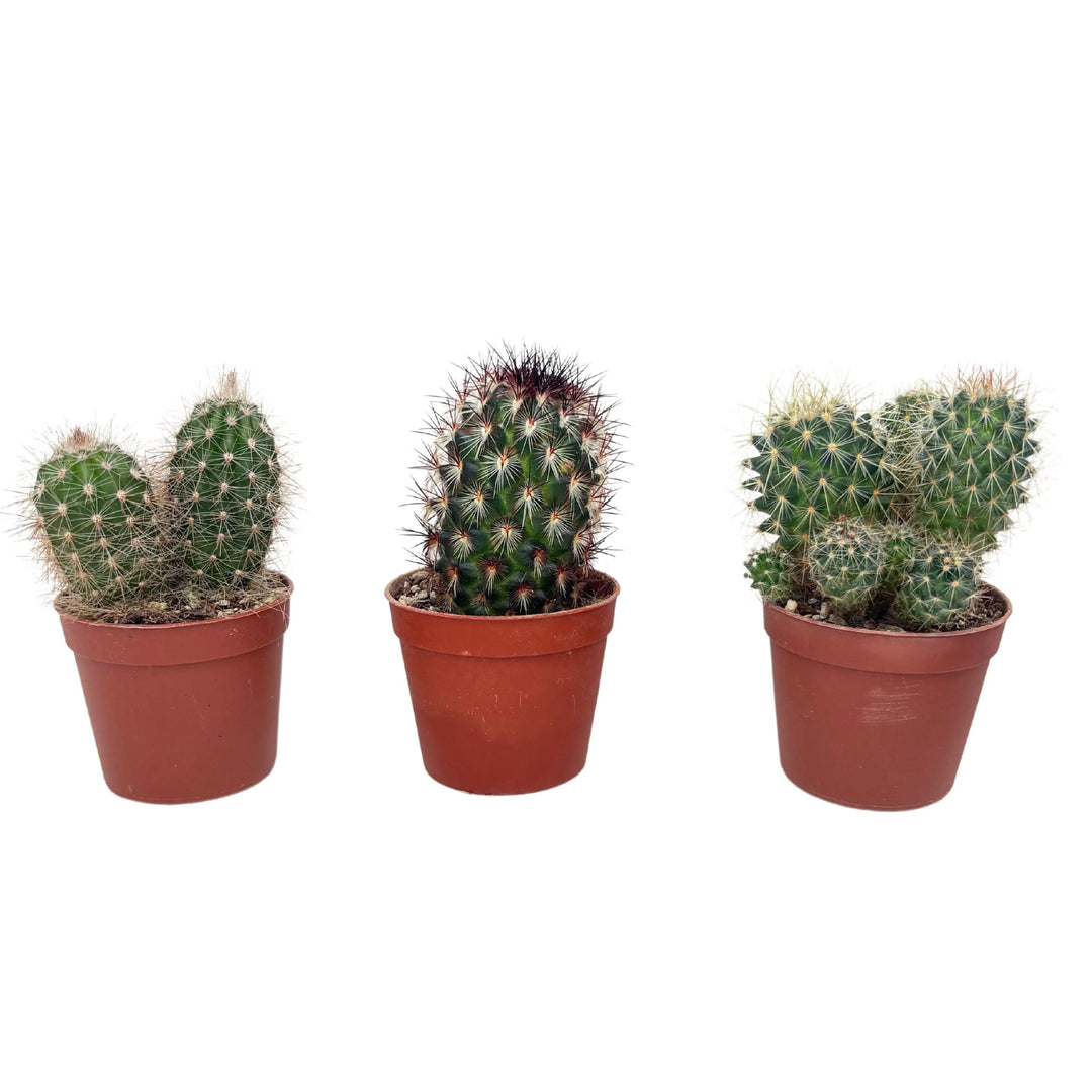 Euphorbia trichadenia - piante grasse rari da collezione online Euphorbia trichadenia - piante grasse rari da collezione online