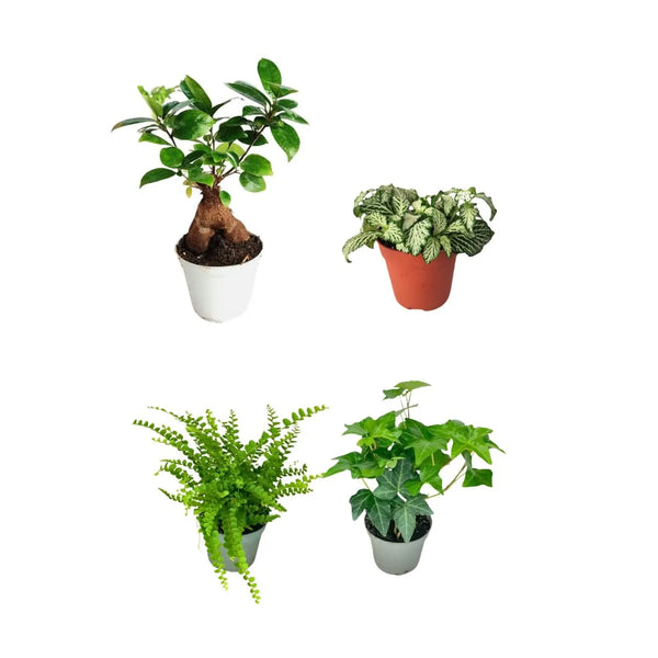 Lot de 4 jeunes plants de ficus ginseng bonsaï