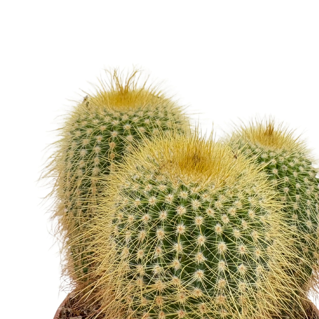 Gruppo di cactus sferici con fitte spine gialle, perfetti per composizioni green



