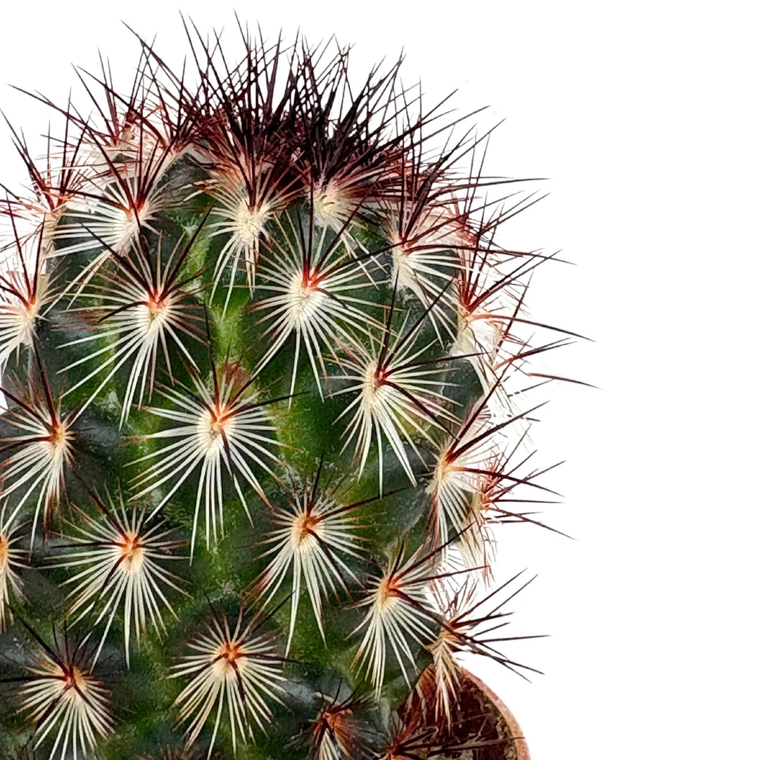 Cactus compatto con spine radiali bianche e apicali rossastre, in vaso marrone Ø 6.5 cm
