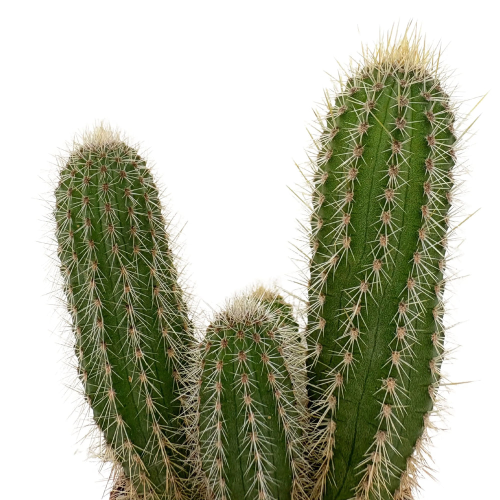 Cactus ovale coperto da fitte spine bianche con punta arancio, in vaso piccolo da collezione