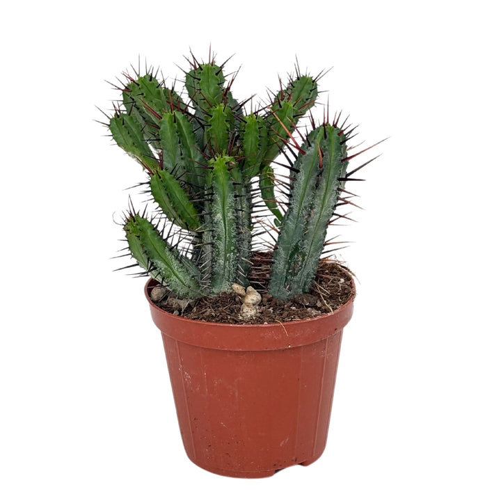 Pianta succulenta con spine scure, vaso marrone

