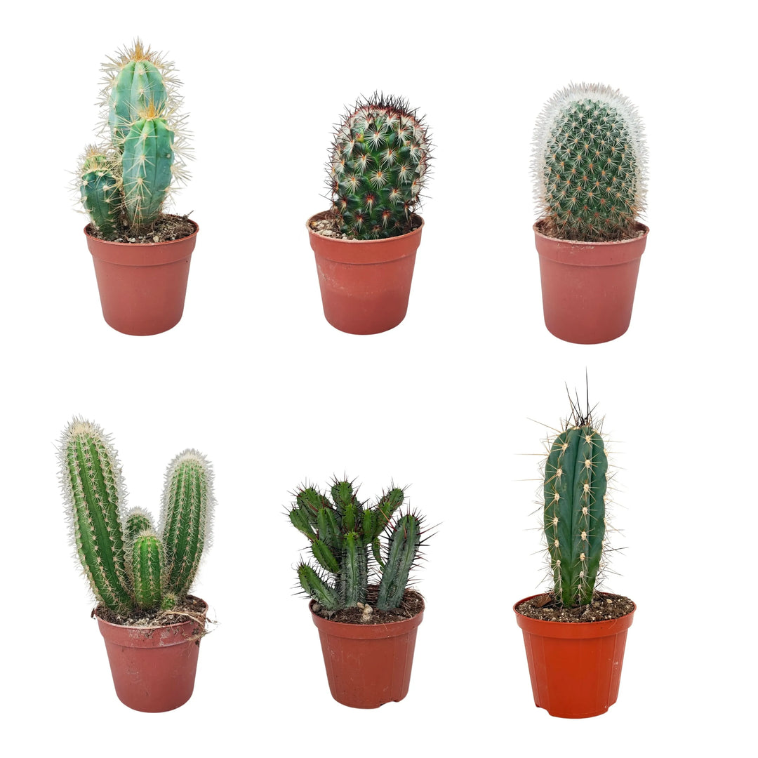 Set di 6 piantine grasse miste in vaso Ø 6.5 cm, viste frontali

