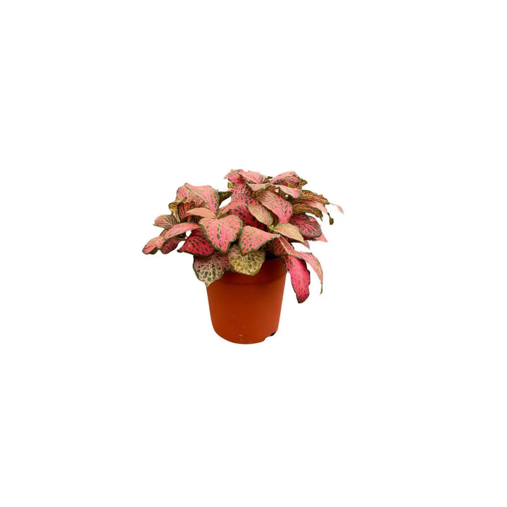 Fittonia rossa compatta in vaso