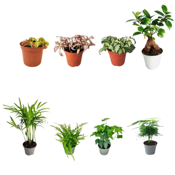 Ensemble de 8 plantes vertes tropicales pour terrarium