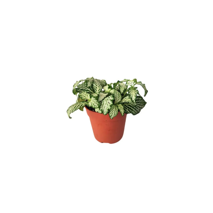 Dettaglio della fittonia bianca, con foglie compatte e venature chiare. Dona equilibrio visivo in ogni mini giardino.

