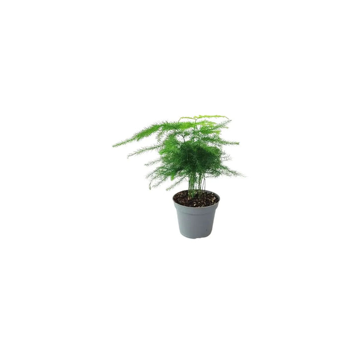 Asparagus dalla struttura leggera e vaporosa, ottimo per riempire con eleganza gli spazi del terrarium.

