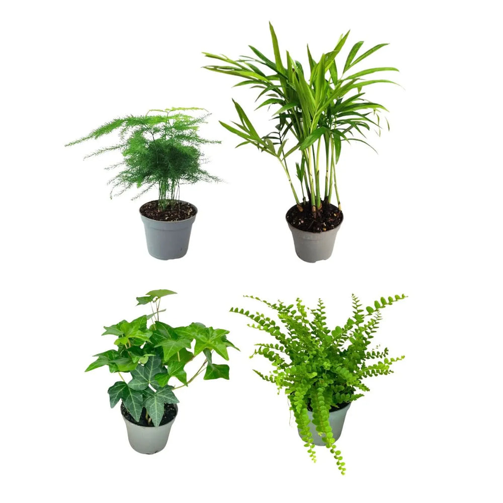 Quattro piante dalle forme eleganti e naturali: edera rampicante, felce compatta, asparagus leggero e mini palma chamaedorea. Ideali per terrari armoniosi.

