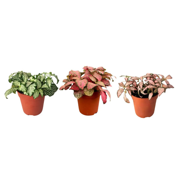 Set Piante Decorative: Verde Elegante e Fittonia Colorata