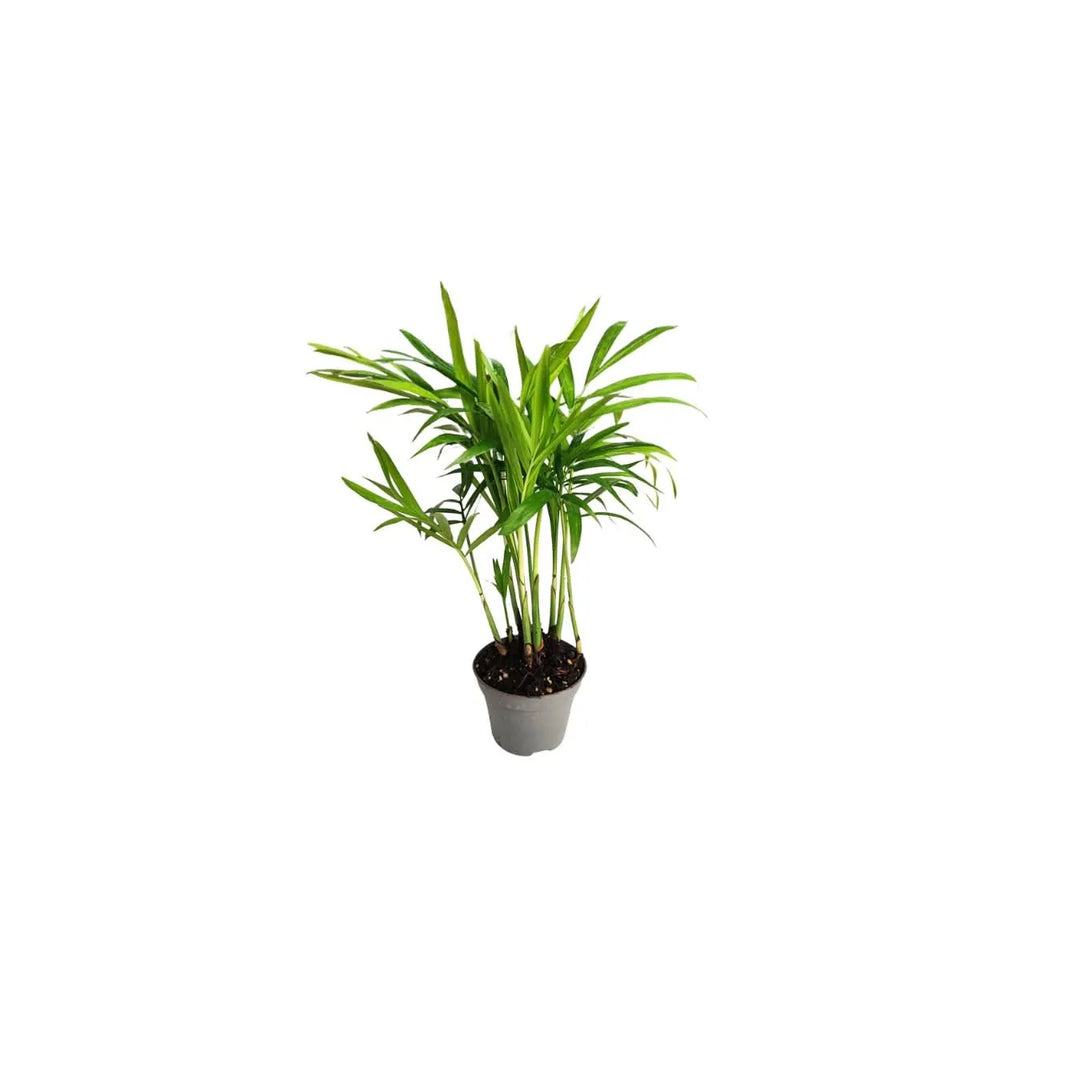 Palma in miniatura, con foglie slanciate e portamento tropicale. Aggiunge verticalità e carattere a ogni terrario.

