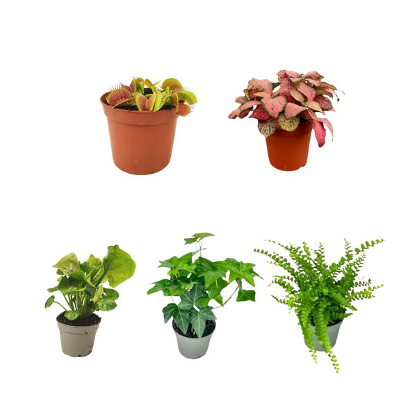 Set di 5 piantine per terrarium