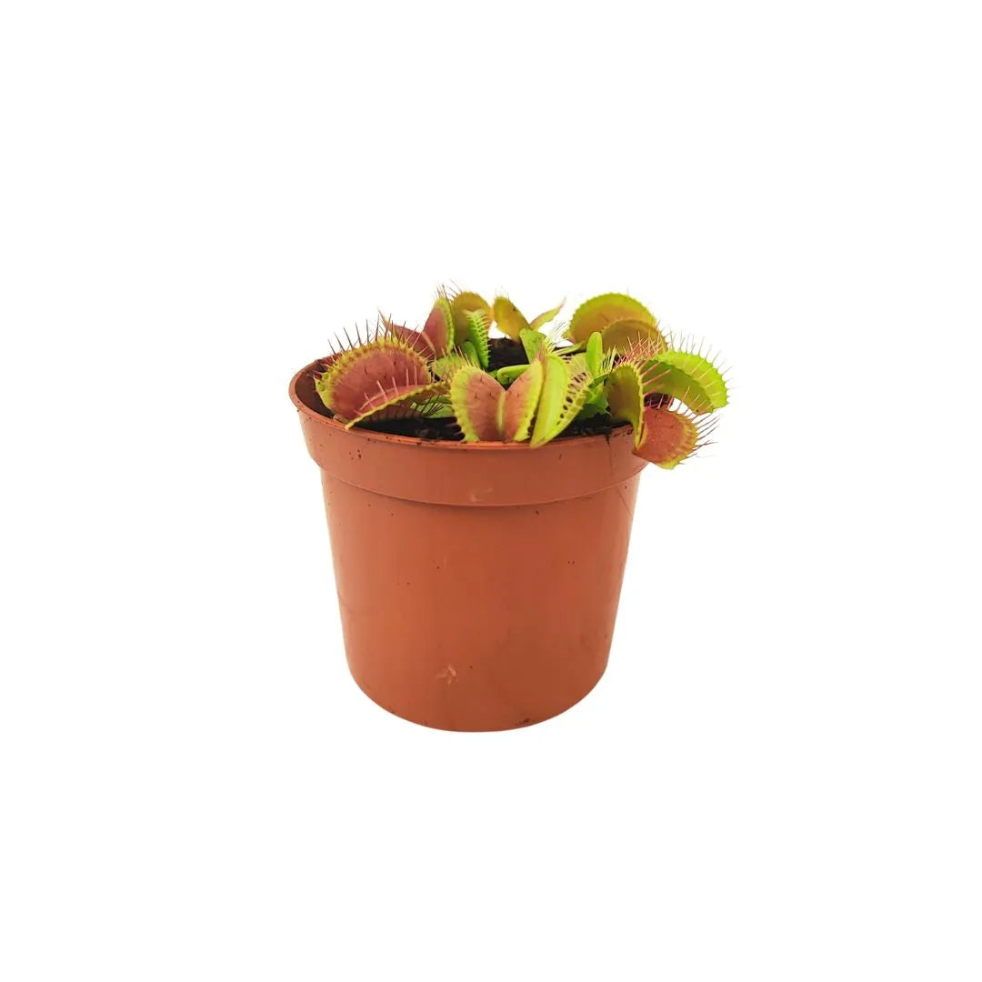 una piantina di dionea una pianta carivora messa in un vaso marrone 